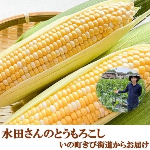とうきびの購入はこちら